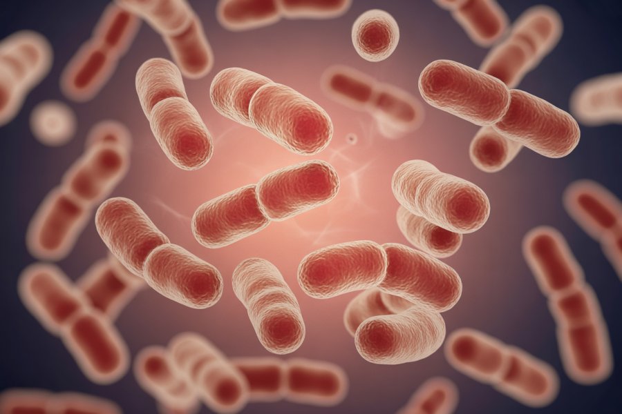 Discover How Probiotics Transform Gut Health Naturally